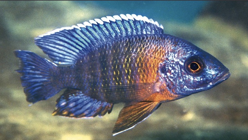 Aulonocara stuartgranti 'Gome'